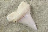 Mako Shark Tooth Fossil On Sandstone - Bakersfield, CA #68993-1